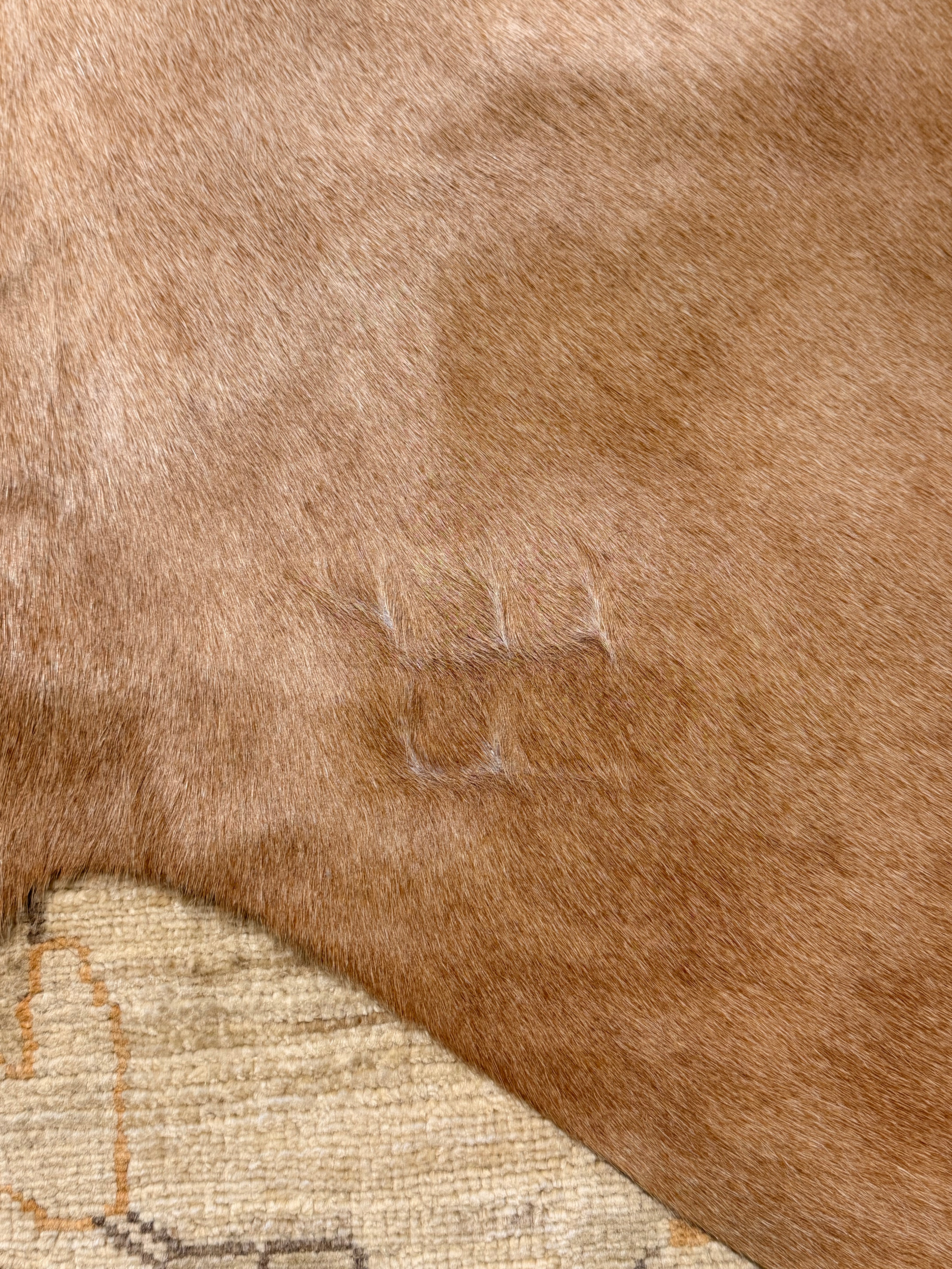 Solid Dark Beige 7.3x7.11 Large Cowhide Rug