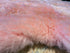 Six Pelt Light Pink Sheepskin Rug