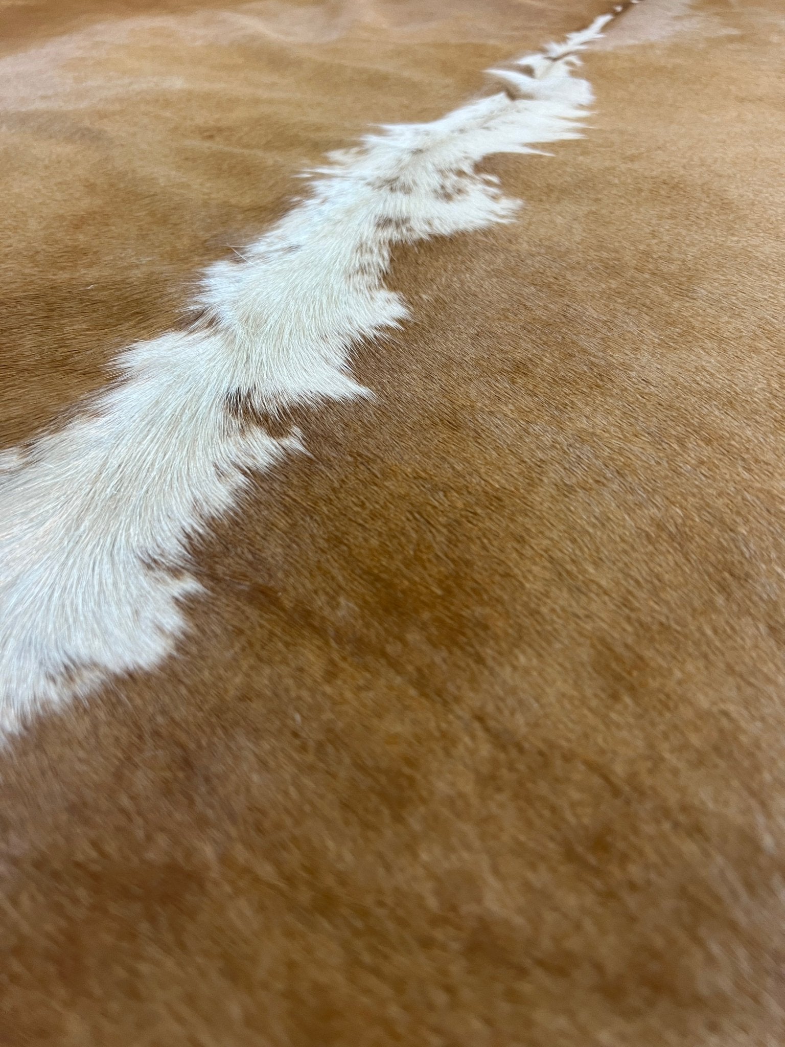 Exotic 5.8x6.4 Large Cowhide Rug | Banana Manor Rug Factory Outlet
