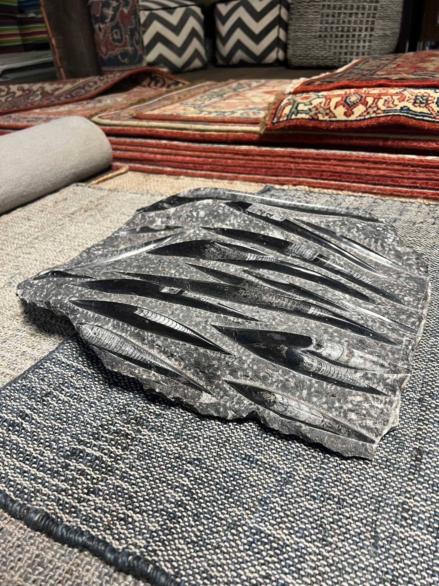 Amira Moroccan Fossil Stone | Banana Manor Rug Company