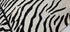 Carole Baskin Hand-Tufted Ivory & Black Tiger Print (Multiple Sizes) | Banana Manor Rug Factory Outlet